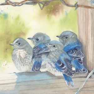 Watercolor work depicting 4 fledgling blue birds by Deidre Husak.