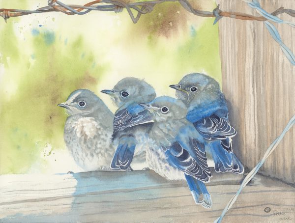 Watercolor work depicting 4 fledgling blue birds by Deidre Husak.