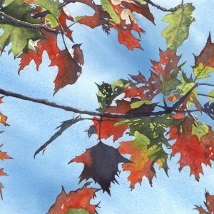 Fall leaves in watercolor by Deidre Husak.