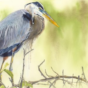 Watercolor work depicting a heron by Deidre Husak.