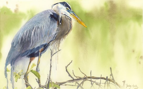 Watercolor work depicting a heron by Deidre Husak.