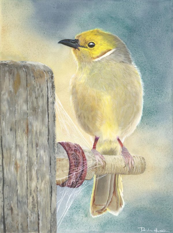 Watercolor of a yellow bird sitting on fence hardware with spider web details by Deidre Husak.